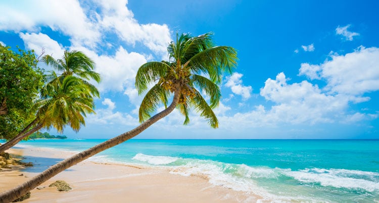 Palm tree and golden sand beach in Barbados - the best places to visit in May