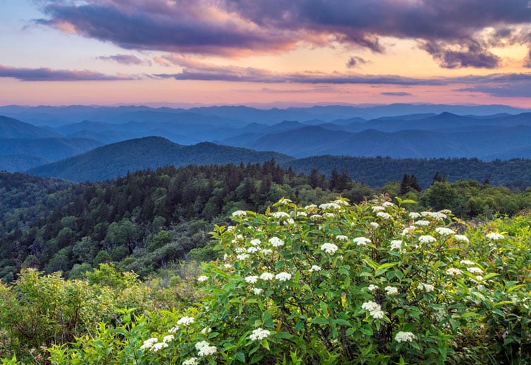 Wildflowers in the Great Smoky Mountains - the best places to visit in May
