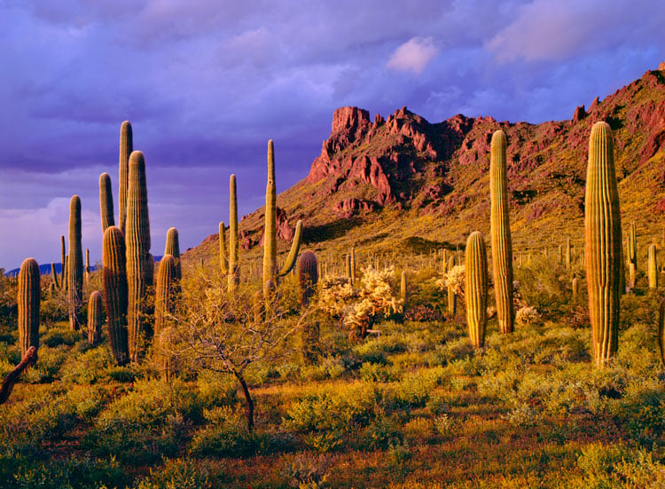 The best places to visit in November - cacti in the desert in Scottsdale